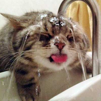 Image result for cat drinking sink water